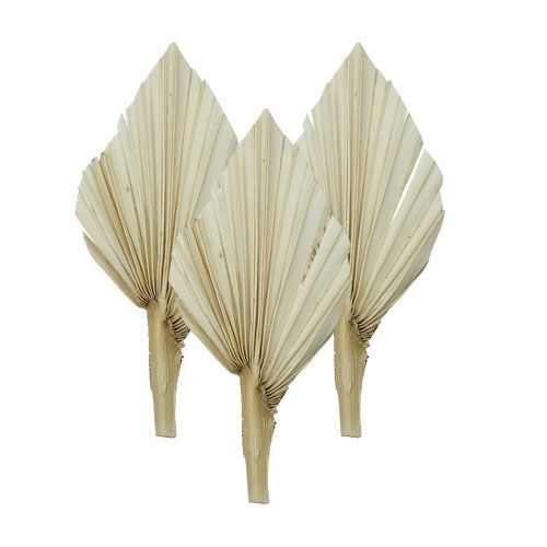 Floristik24 Palm spear mini court blanchi 50 pcs