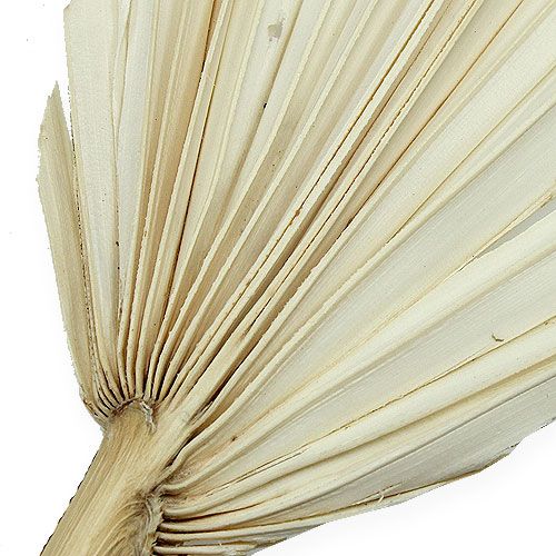 Article Palm spear mini short blanchi 50pcs
