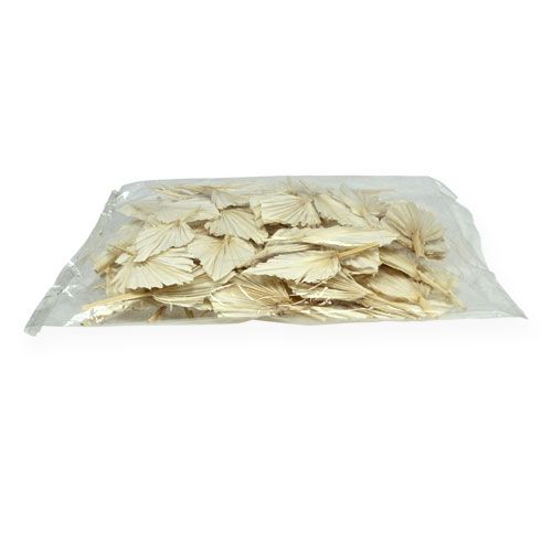 Floristik24 Palm spear mini court blanchi 50 pcs