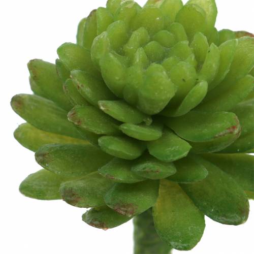 Article Mini - succulentes 6.5cm 6pcs