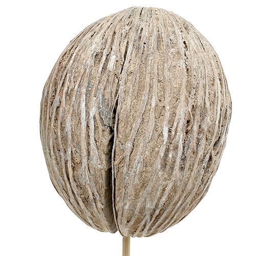 Article Fruit de cerbera blanchie sur bâtonnet 7-10cm 6 pièces