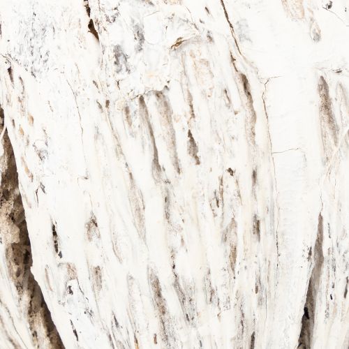 Article Fruit de cerbera blanchie sur bâtonnet 7-10cm 6 pièces