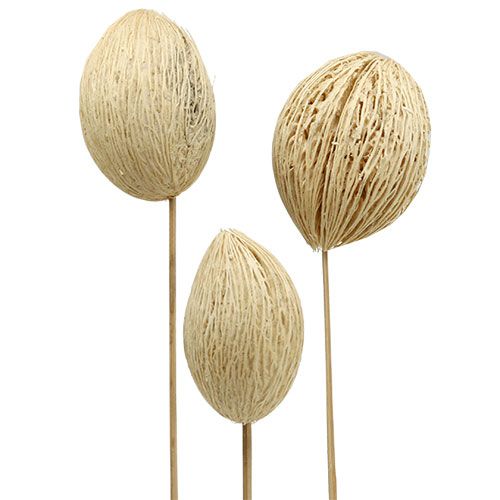 Boule Mintolla blanchie 8cm - 10cm L46cm 6 pcs