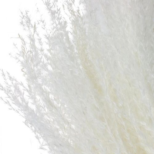 Article Herbe plume déco herbe sèche blanchie Miscanthus 75cm 10pcs
