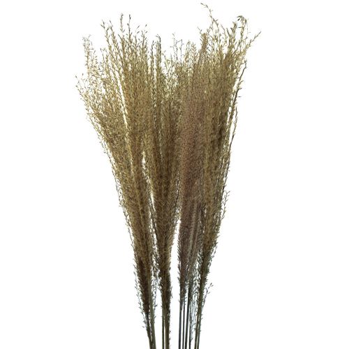 Floristik24 Miscanthus roseaux chinois herbes sèches décoration sèche 75cm 10pcs