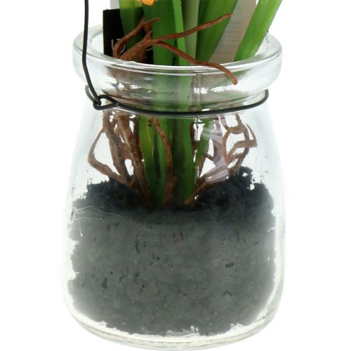 Floristik24 Graines de pavot orange dans un verre H22cm