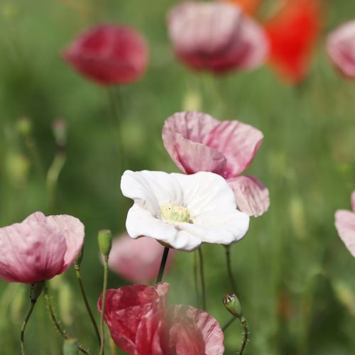 Article Piquet de pavot, fleur en céramique, finement détaillée, pour une touche d'élégance au jardin, 42 cm, lot de 4
