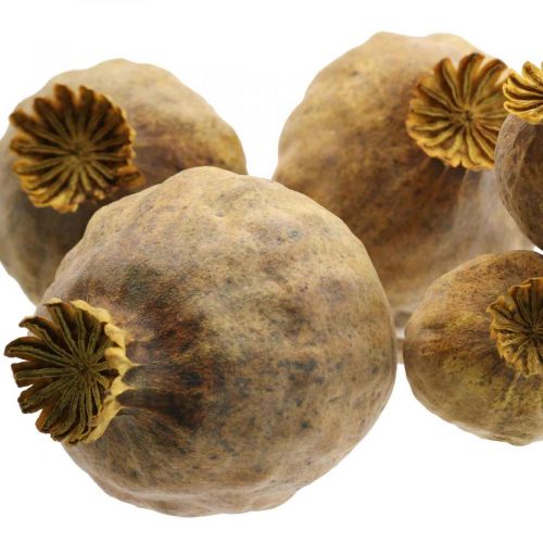 Floristik24 Capsule de coquelicot grandes fleurs séchées jaune Papaver coquelicots décoratifs 5 pcs