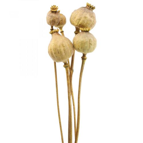 Floristik24 Capsule de coquelicot grandes fleurs séchées jaune Papaver coquelicots décoratifs 5 pcs