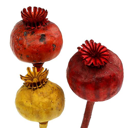 Floristik24 Têtes de pavot 3 couleurs triées 100 pcs