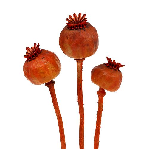 Floristik24 Têtes de coquelicots colorées orange 100 pcs