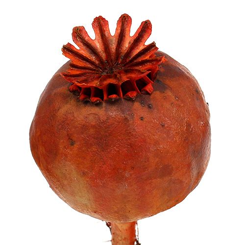 Floristik24 Têtes de coquelicots colorées orange 100 pcs