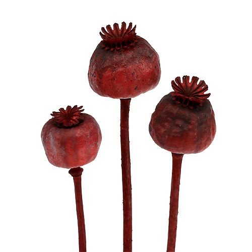 Têtes de pavot colorées en rouge 100 pcs