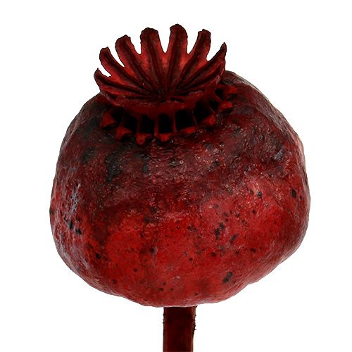 Floristik24 Têtes de coquelicot colorées en rouge 100 pcs