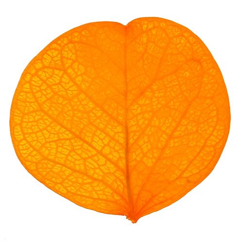 Floristik24 Feuilles de Moneta jaune d'or 50g