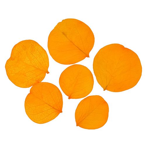 Floristik24 Feuilles de Moneta jaune d'or 50g