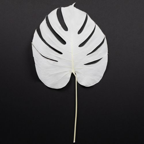 Feuilles de Monstera blanchies décoratives pour fenêtre H40cm 5 pcs