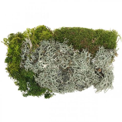 Floristik24 Mousse décorative pour l&#39;artisanat Mélange de mousse et de lichen vert, gris 100g