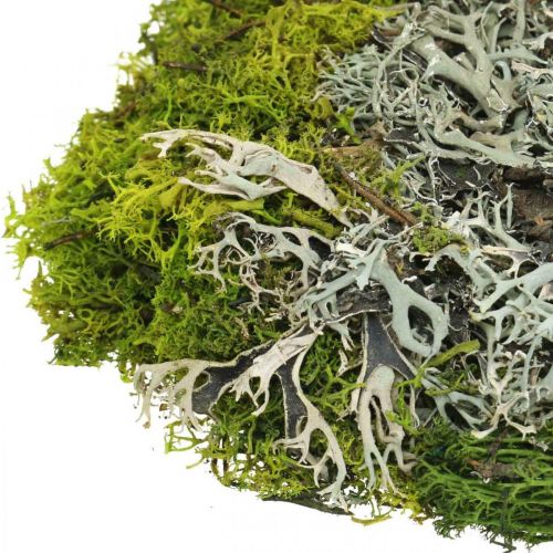 Article Mousse décorative pour l&#39;artisanat Mélange de mousse et de lichen vert, gris 100g