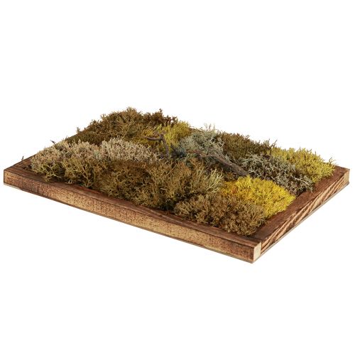 Article Image en mousse véritable image en mousse avec cadre conservé 40×30cm