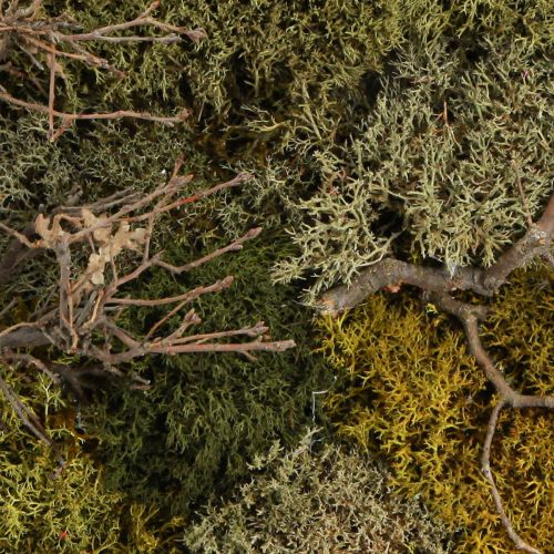 Article Tableau en mousse véritable mousse préservée et branches naturelles 60×40cm