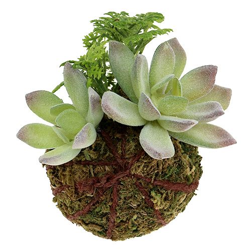 Floristik24 Boule de mousse avec succulentes vert Ø 8 cm