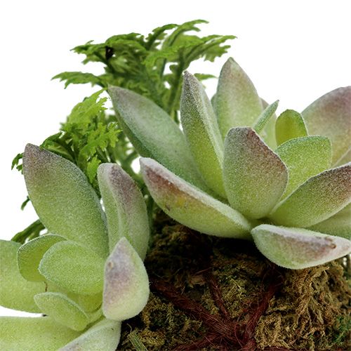 Floristik24 Boule de mousse avec succulentes vert Ø 8 cm