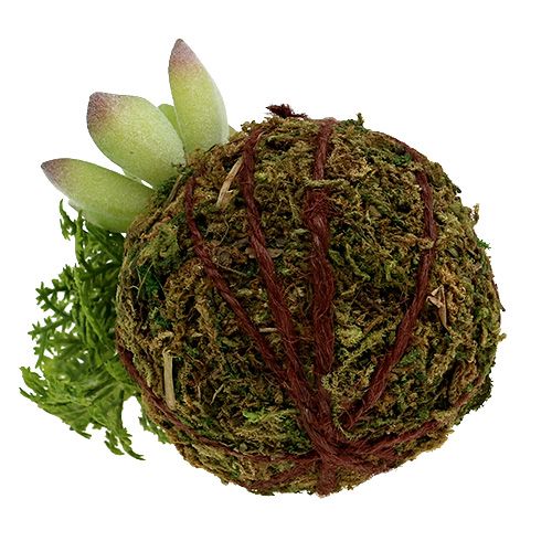 Floristik24 Boule de mousse avec succulentes vert Ø 8 cm