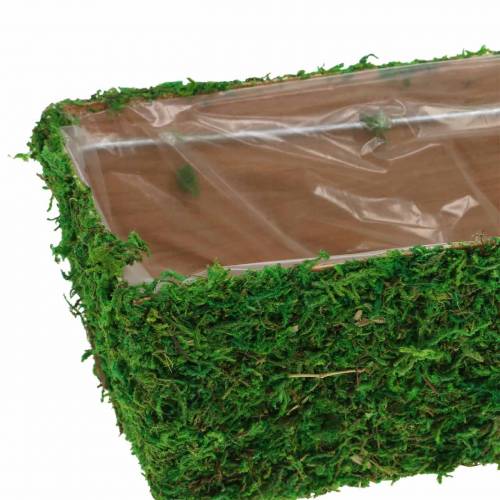 Floristik24 Jardinière Mousse Vert 20×10cm H9cm