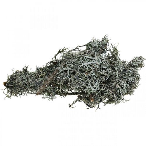 Floristik24 Déco brindilles mousse de chêne mousse déco lichen décoration naturelle 750g