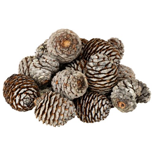 Floristik24 Cônes Murii naturels 500g