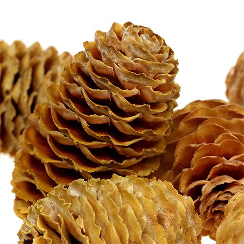 Article Cônes de sabulosum Couleur crème 4-6cm 500g