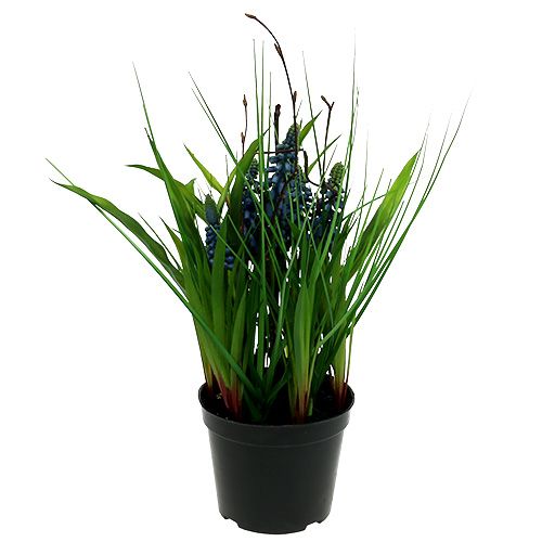 Floristik24 Muscari en pot bleu H. 30 cm