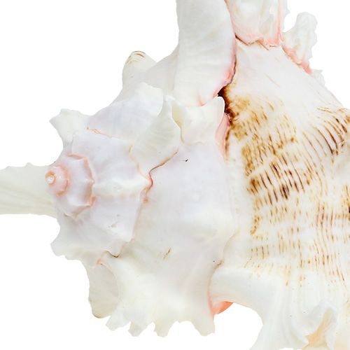 Floristik24 Coquille Chicoreus ramosus 17,5cm
