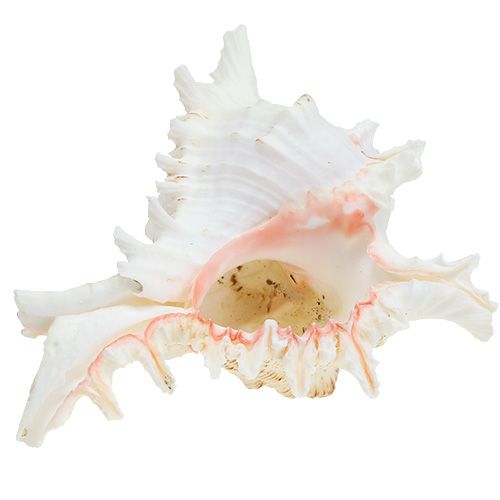 Floristik24 Coquille Chicoreus ramosus 17,5cm