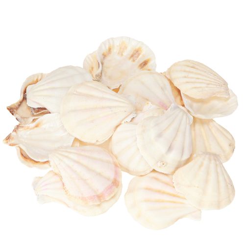Floristik24 Coquillages décoratifs en coquille Saint-Jacques naturels 3,5 cm–4 cm 300 g