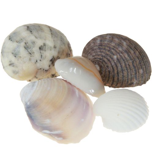 Article Décoration de coquillages mini coques coquilles d&#39;escargots 1–3 cm 340 g