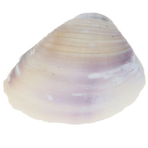 Article Décoration de coquillages mini coques coquilles d&#39;escargots 1–3 cm 340 g