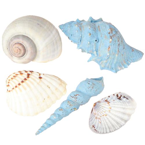 Article Coquillages décoratifs en coquillages d&#39;escargots bleus naturels 3–5 cm 150 g