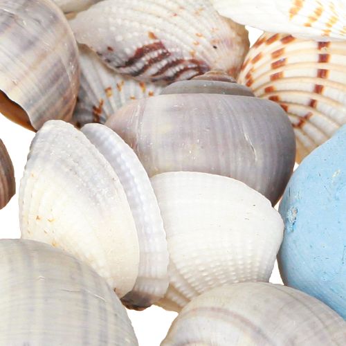 Article Coquillages décoratifs en coquillages d&#39;escargots bleus naturels 3–5 cm 150 g