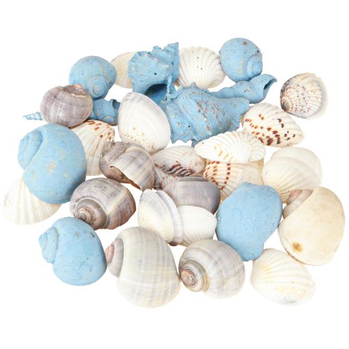 Article Coquillages décoratifs en coquillages d&#39;escargots bleus naturels 3–5 cm 150 g