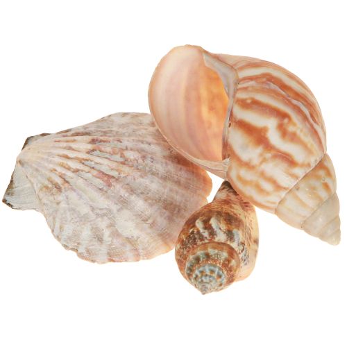 Article Coquillages décoratifs d&#39;escargot de mer naturels 350 g × 3 pièces