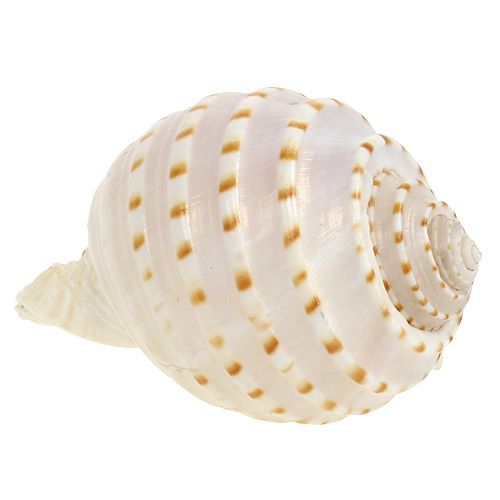 Floristik24 Moules Tonna Tessalata 7 pcs