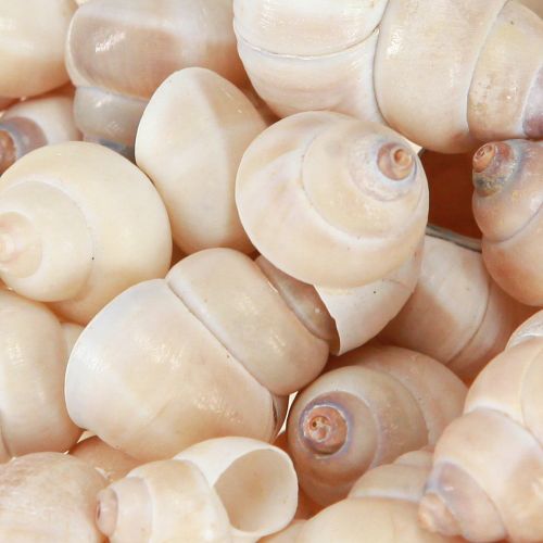 Floristik24 Moule Umachi 500g