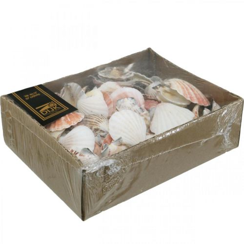 Floristik24 Boîte coquillage, coquilles Saint-Jacques nature, décoration maritime H3–5cm 900g