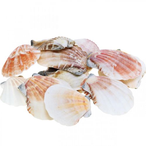 Floristik24 Boîte coquillage, coquilles Saint-Jacques nature, décoration maritime H3–5cm 900g