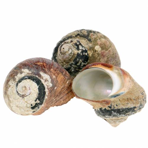 Floristik24 Turban Shell Alikreukel Naturel 500g