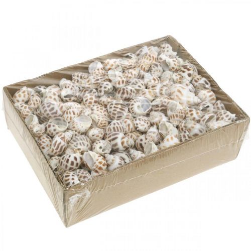 Article Déco coquille, mini escargot déco, mix escargot de mer L2–4cm 780g