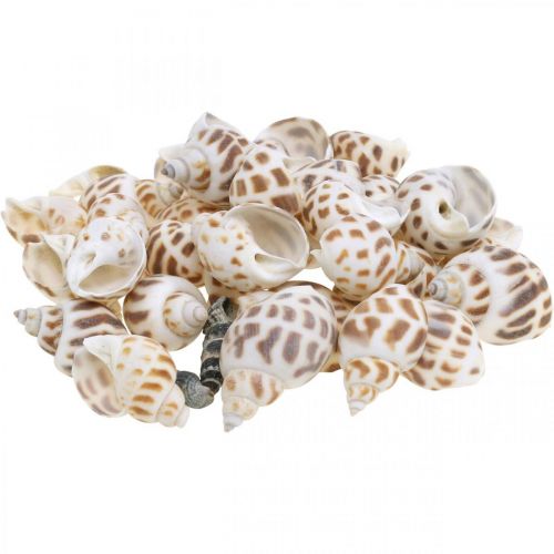 Floristik24 Déco coquille, mini escargot déco, mix escargot de mer L2–4cm 780g