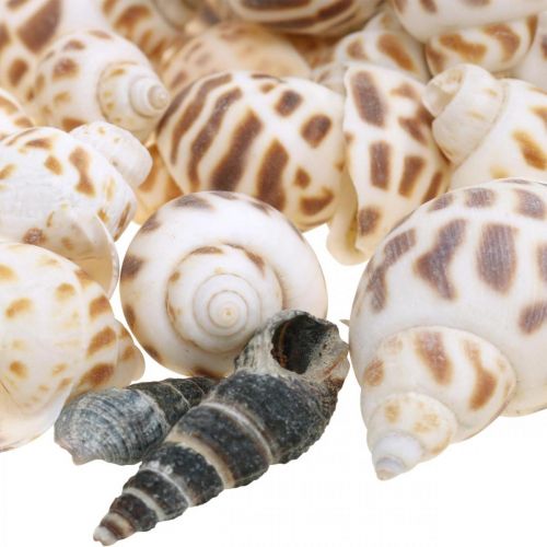 Article Déco coquille, mini escargot déco, mix escargot de mer L2–4cm 780g